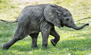 Forest Officials Rescue Elephant Calf Trapped in Rocky Crevice in Kerala’s Palakkad