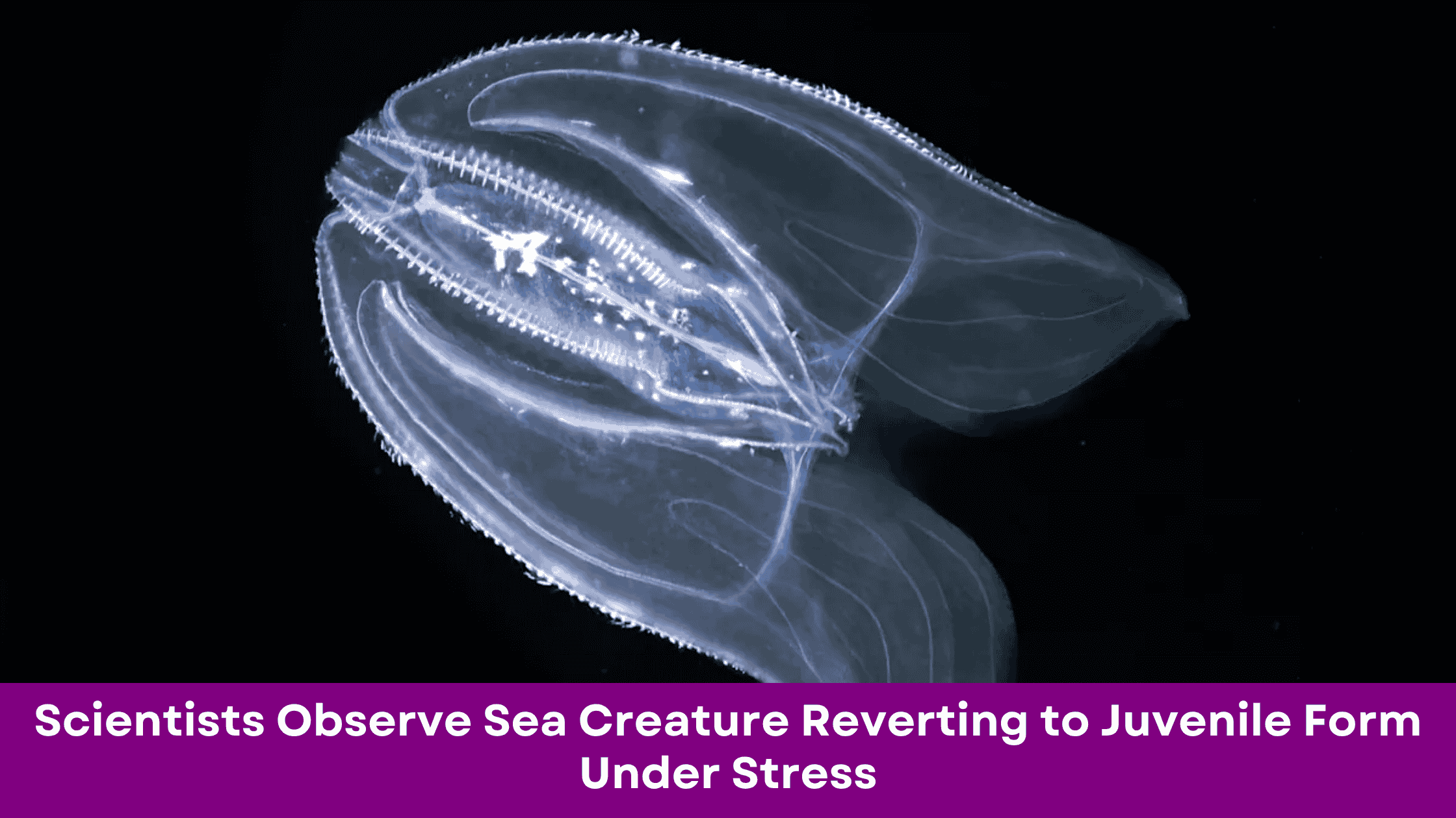 Scientists Observe Sea Creature Reverting to Juvenile Form Under Stress