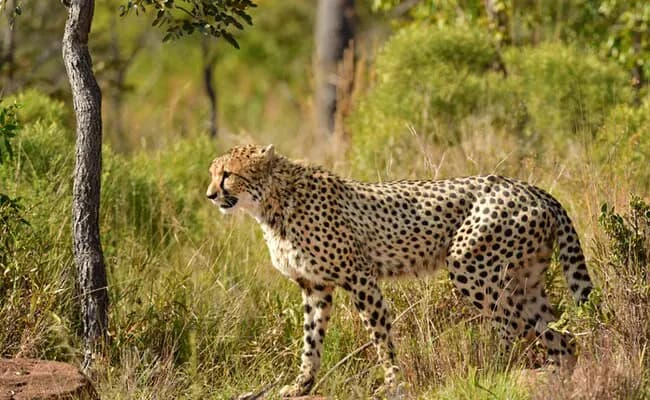Four cheetahs arrive in Bengaluru under conservation exchange programme
